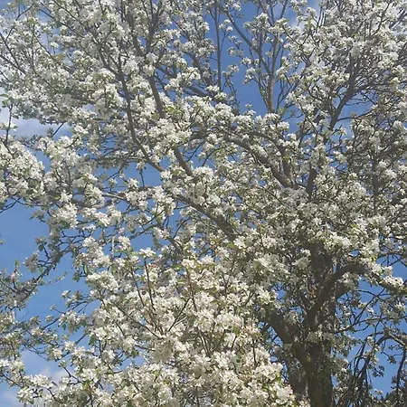 Elsa Austria Appartamento