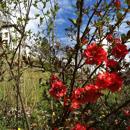 Apartment Elsa Austria