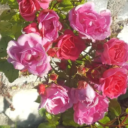 Apartman Elsa Austria Murau